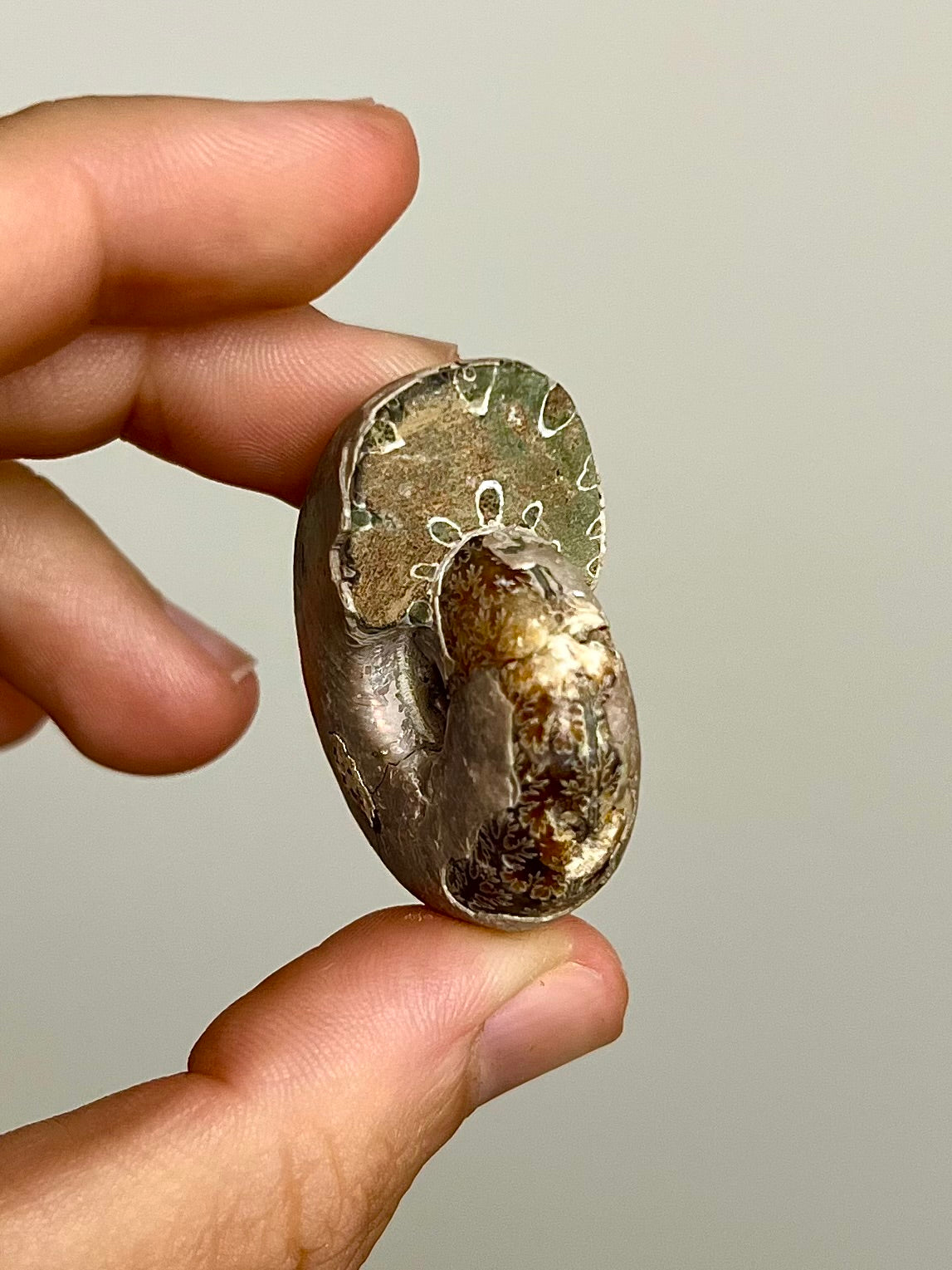 Ammonite opalisée 1