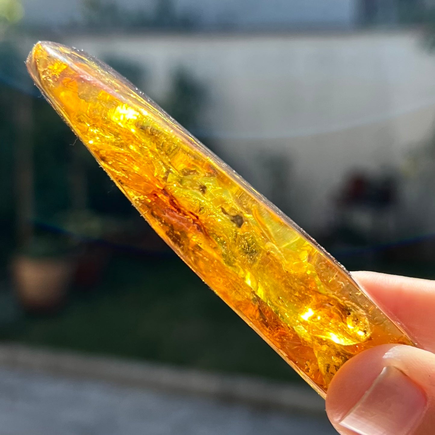 Ambre avec insecte 2