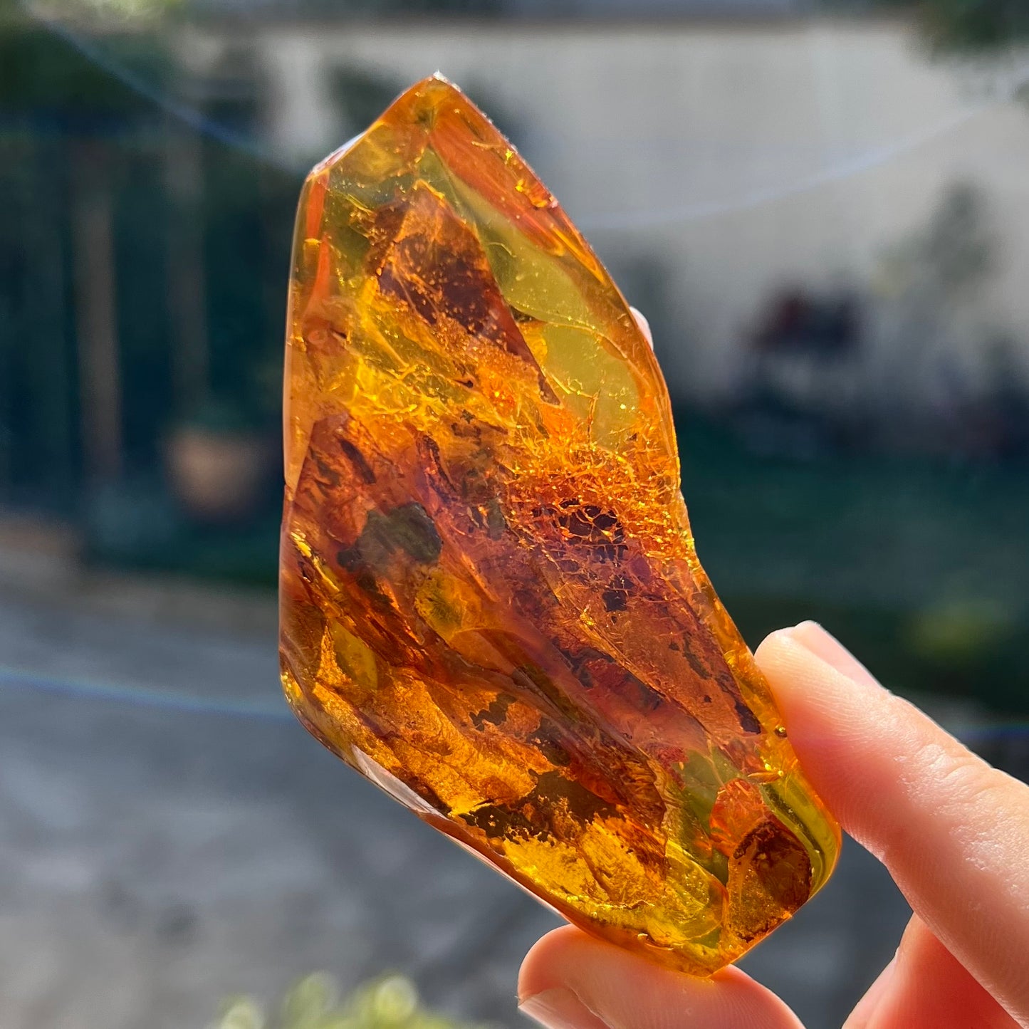 Ambre avec insecte 1