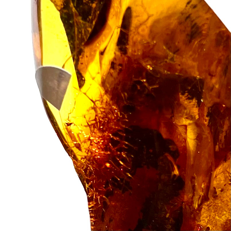Ambre avec insecte 1
