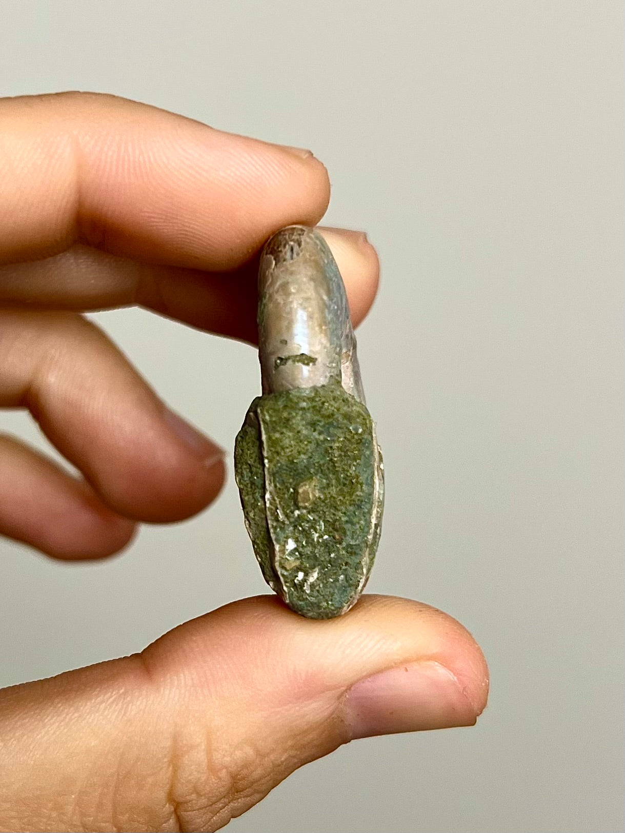 Ammonite opalisée 9