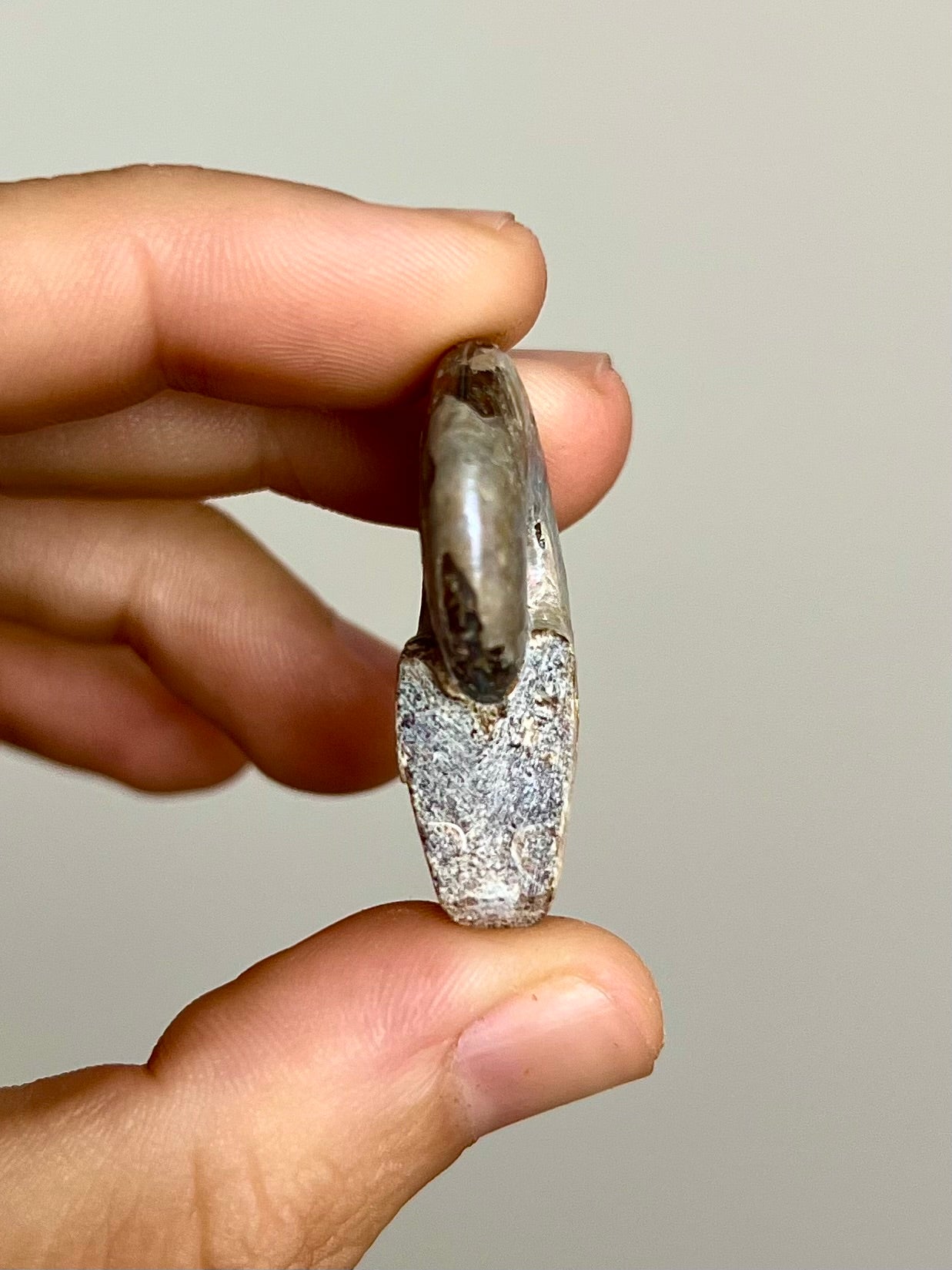 Ammonite opalisée 5