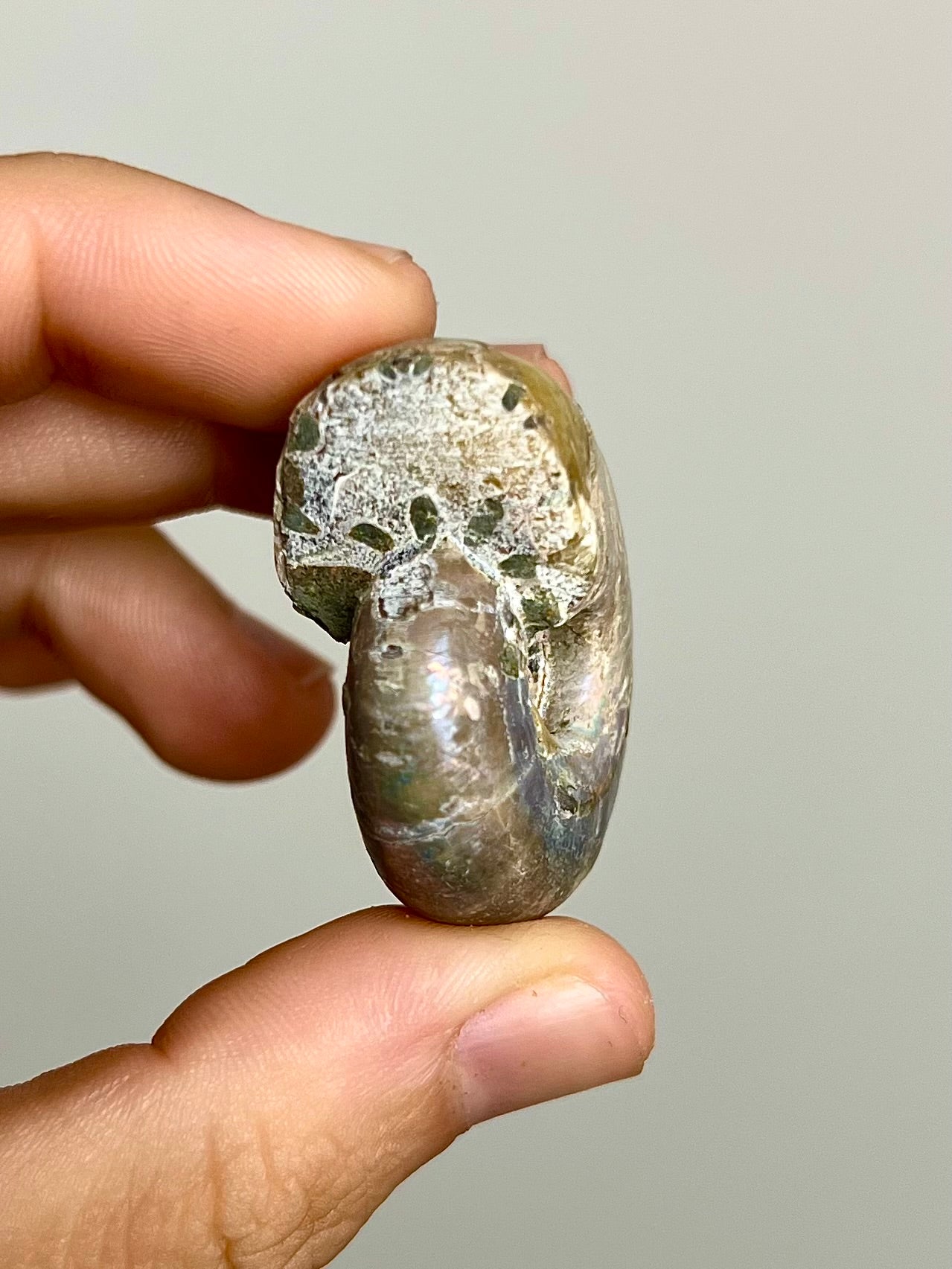 Ammonite opalisée 7