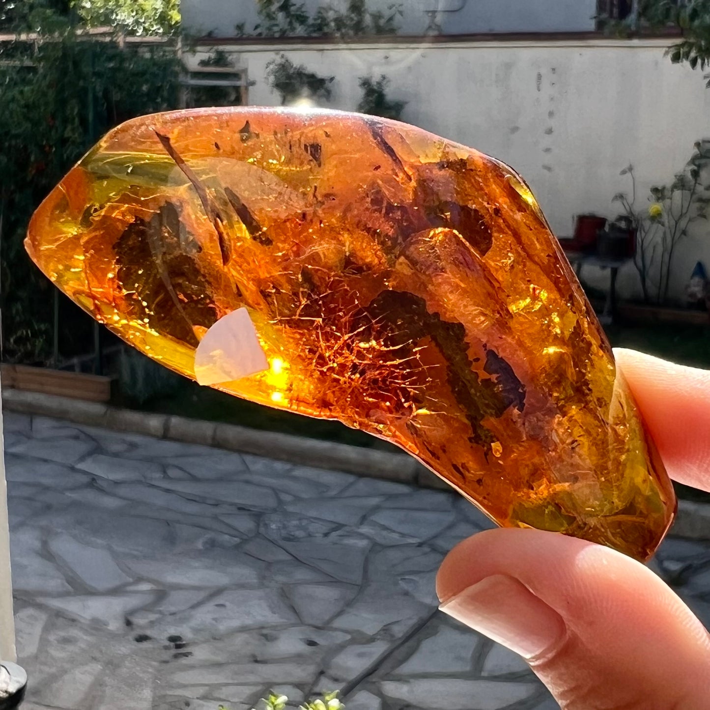 Ambre avec insecte 1