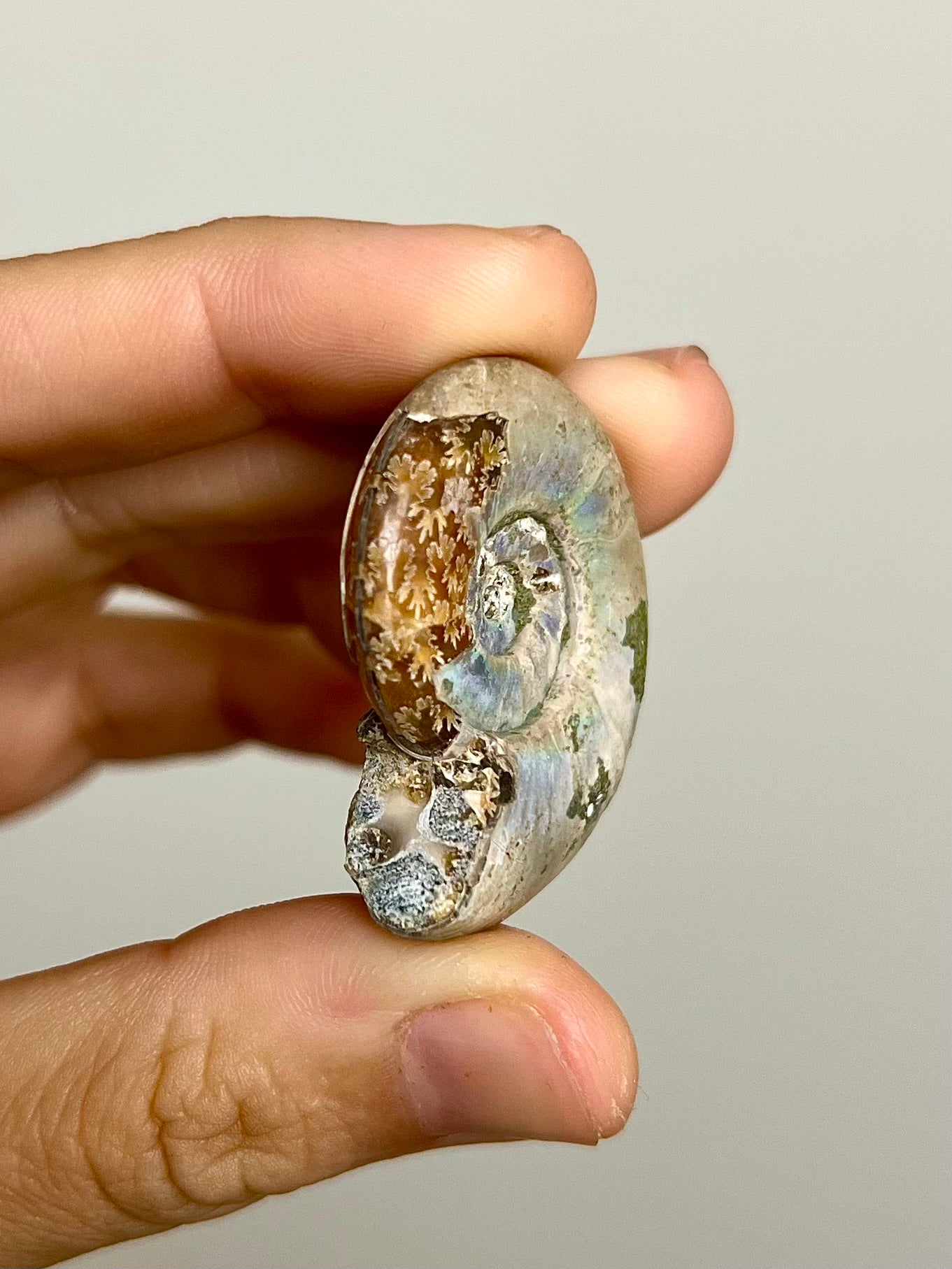 Ammonite opalisée 6