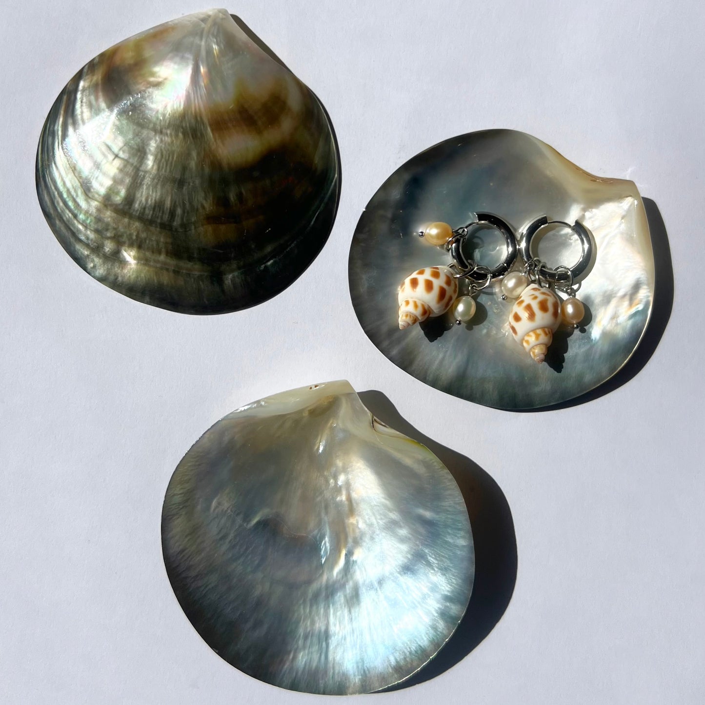 Coquillage nacré noir de Tahiti