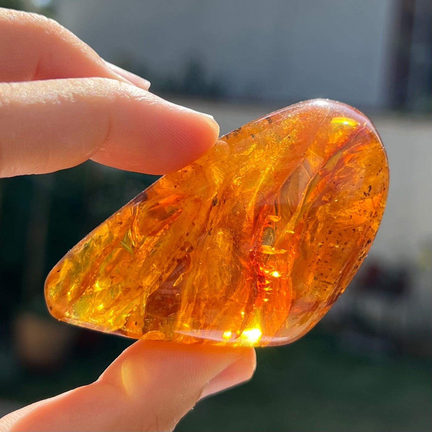 Ambre avec insecte 5