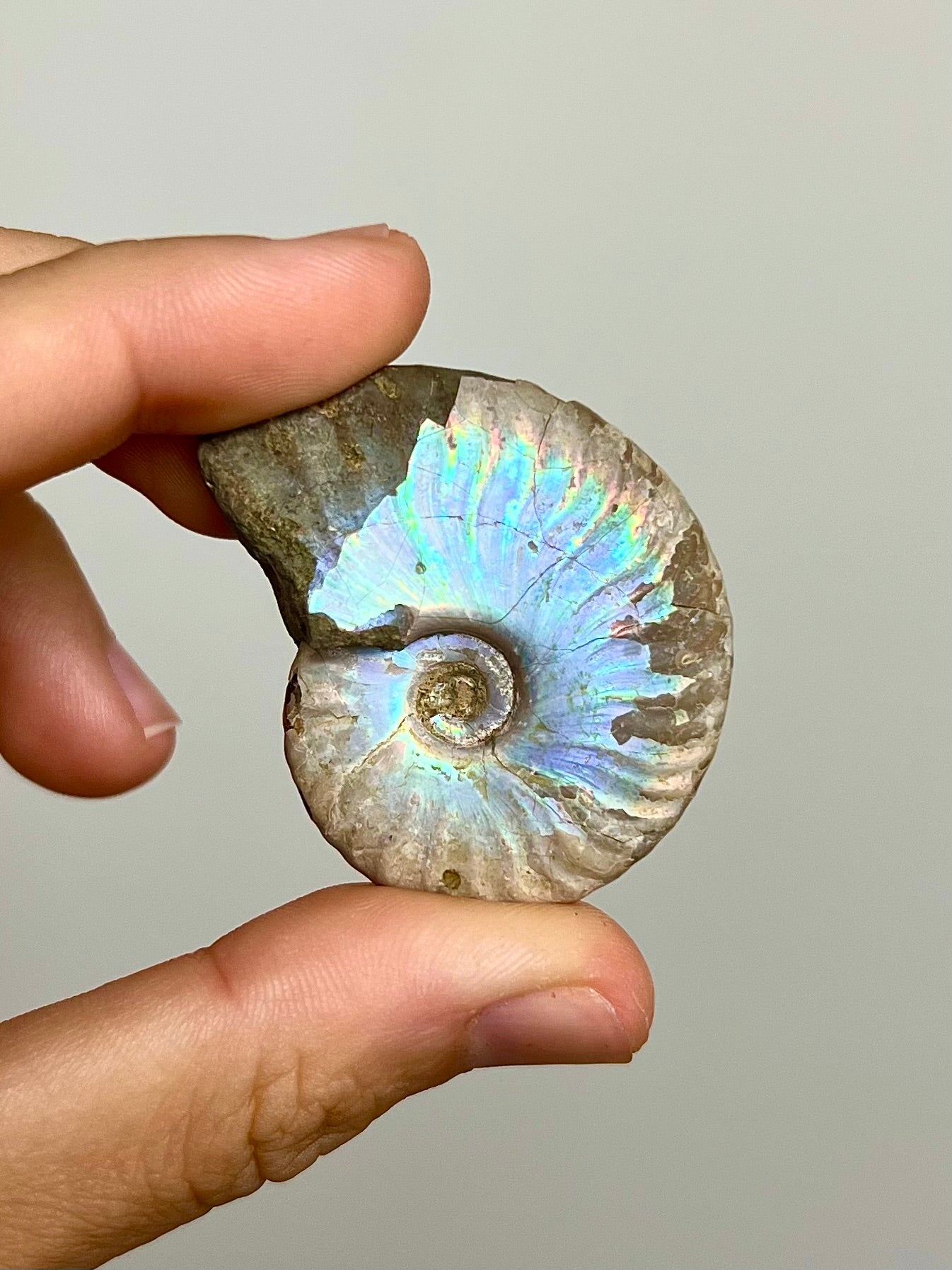 Ammonite opalisée 4