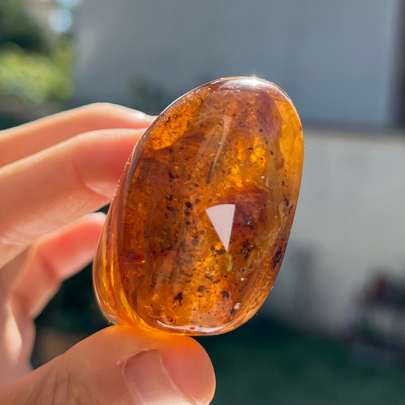 Ambre avec insecte 5