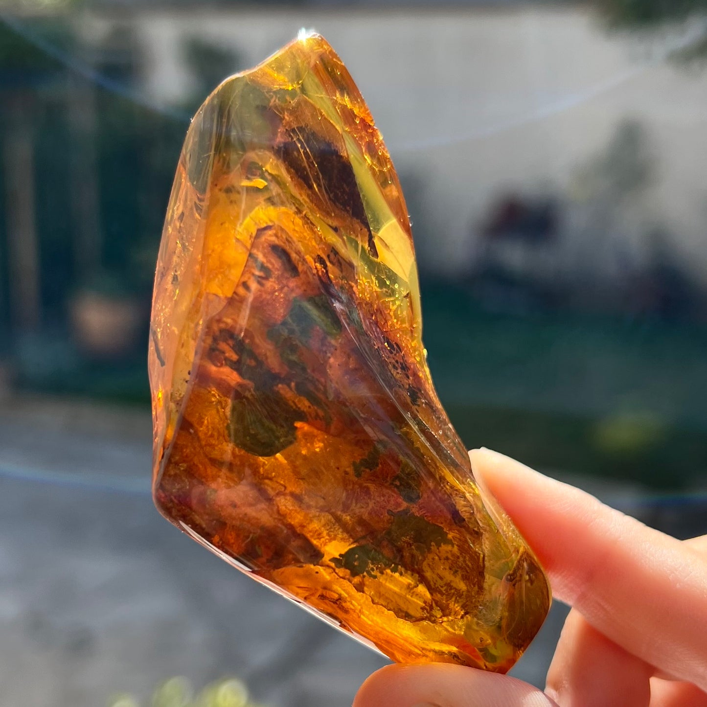 Ambre avec insecte 1