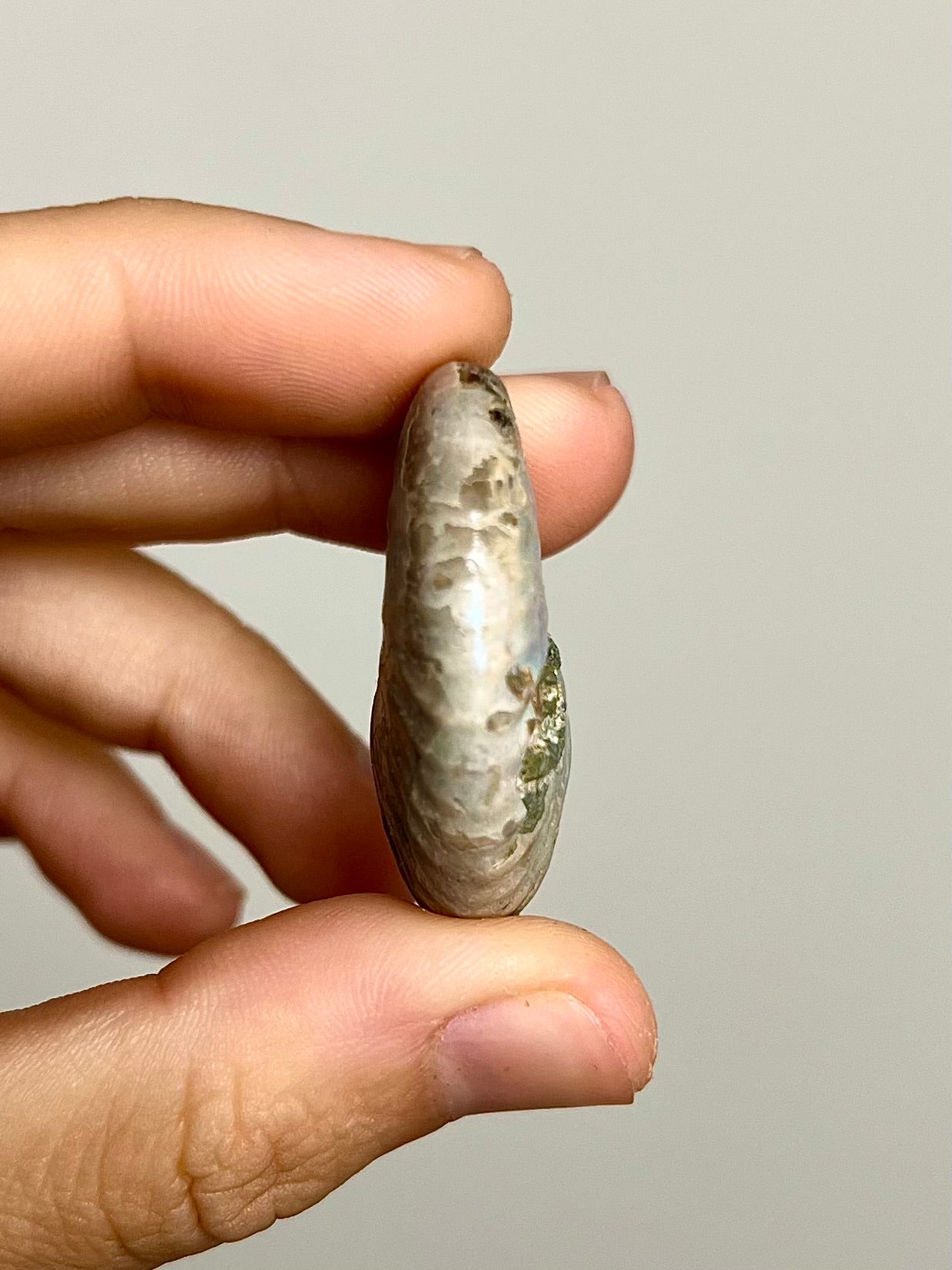 Ammonite opalisée 9