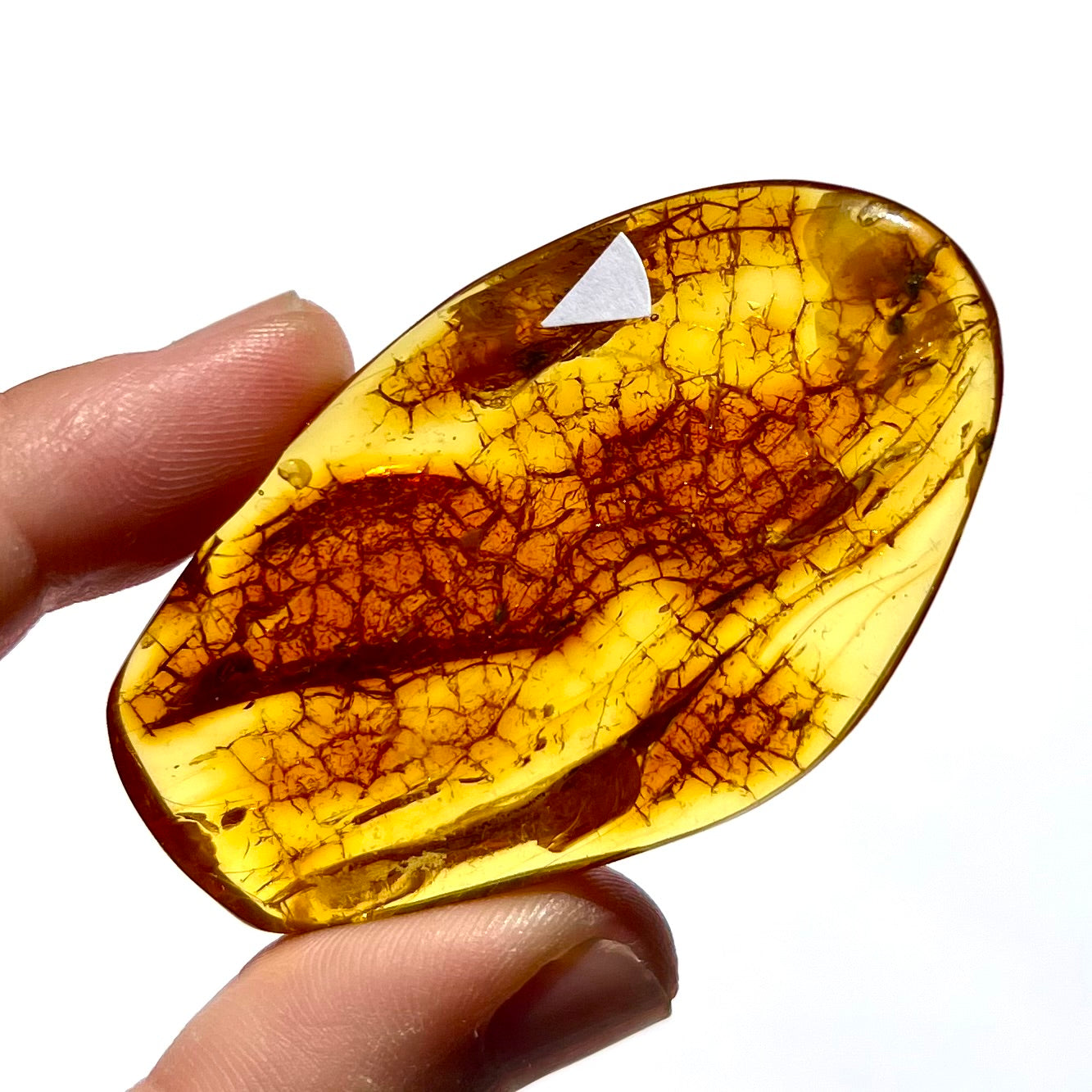 Ambre avec insecte 4