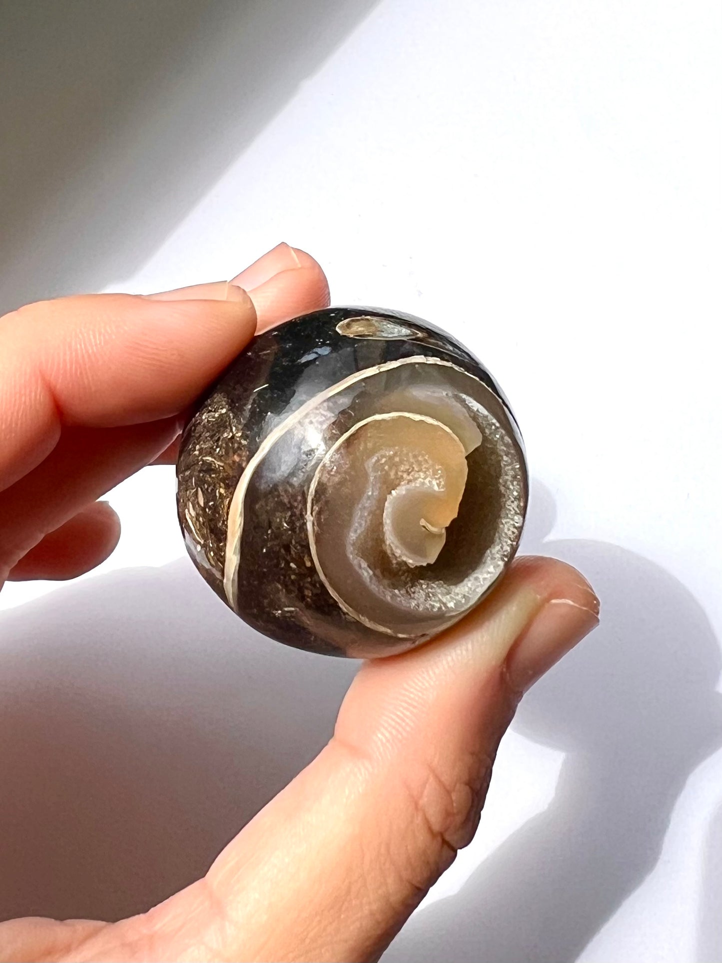 Sphère en Agate fossile Turitelle 1