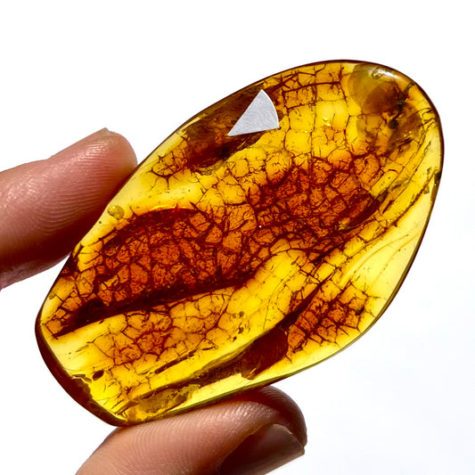 Ambre avec insecte 4