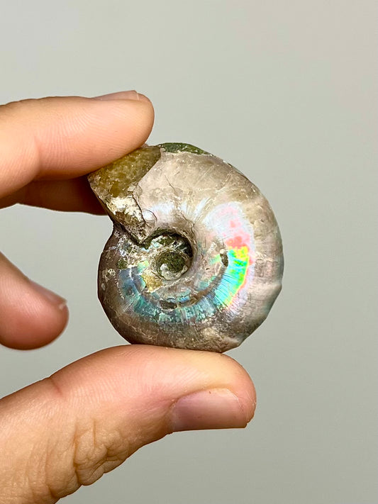 Ammonite opalisée 7