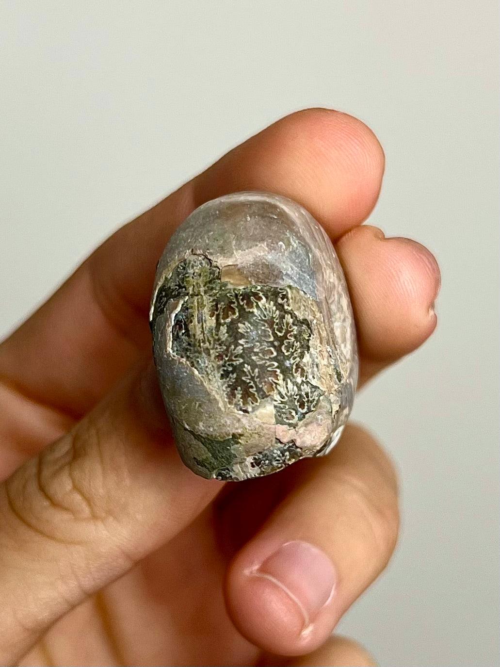 Ammonite opalisée 2