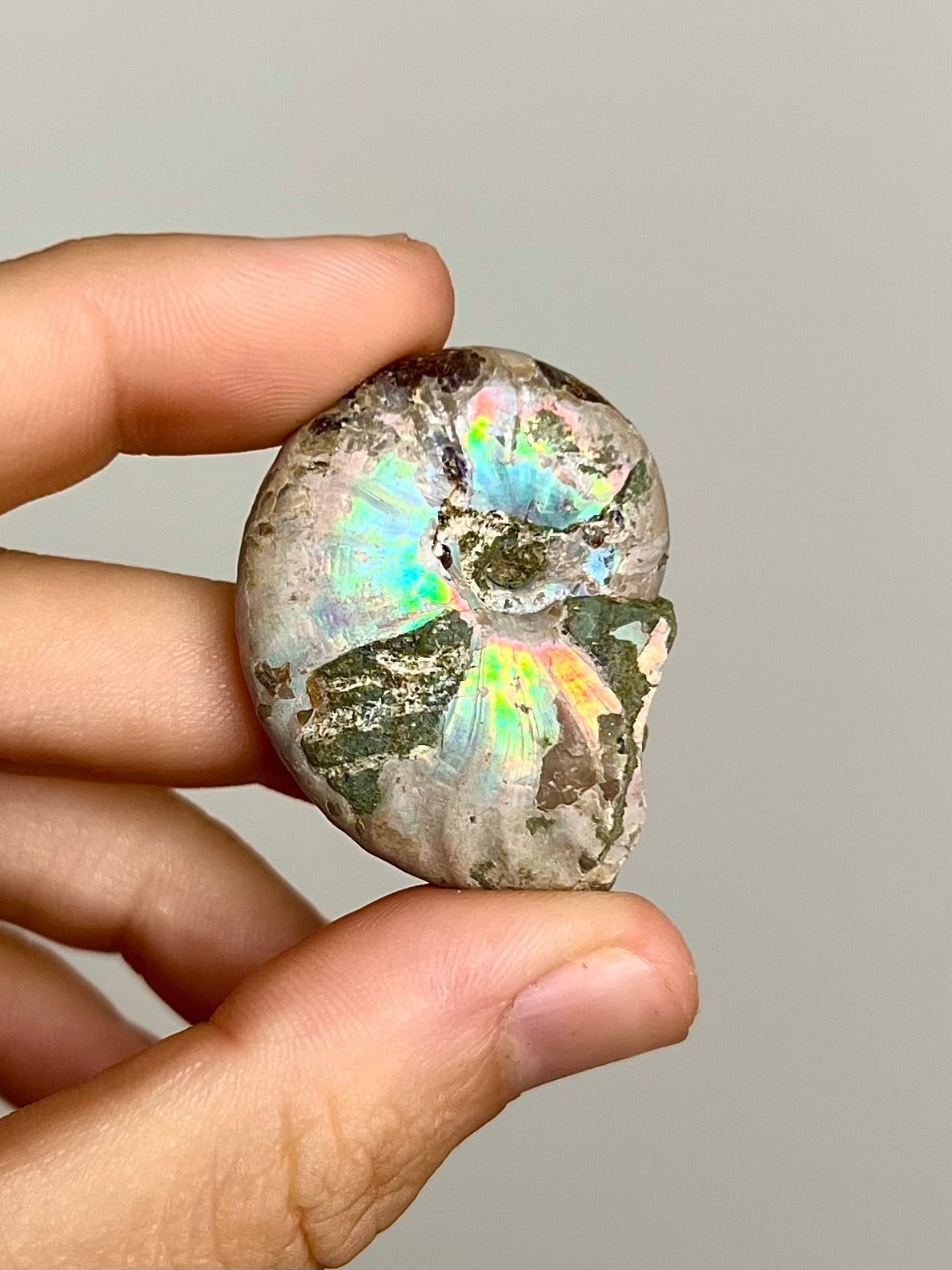 Ammonite opalisée 9