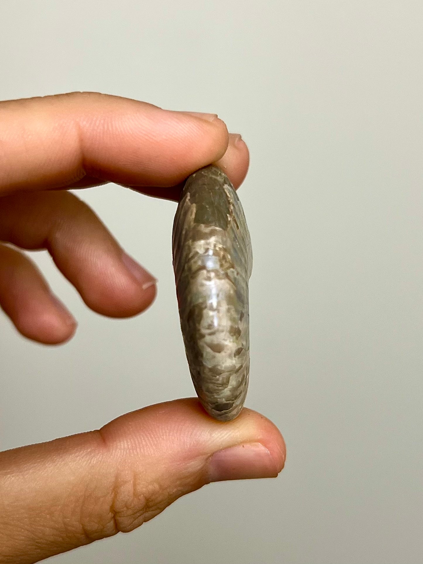 Ammonite opalisée 4