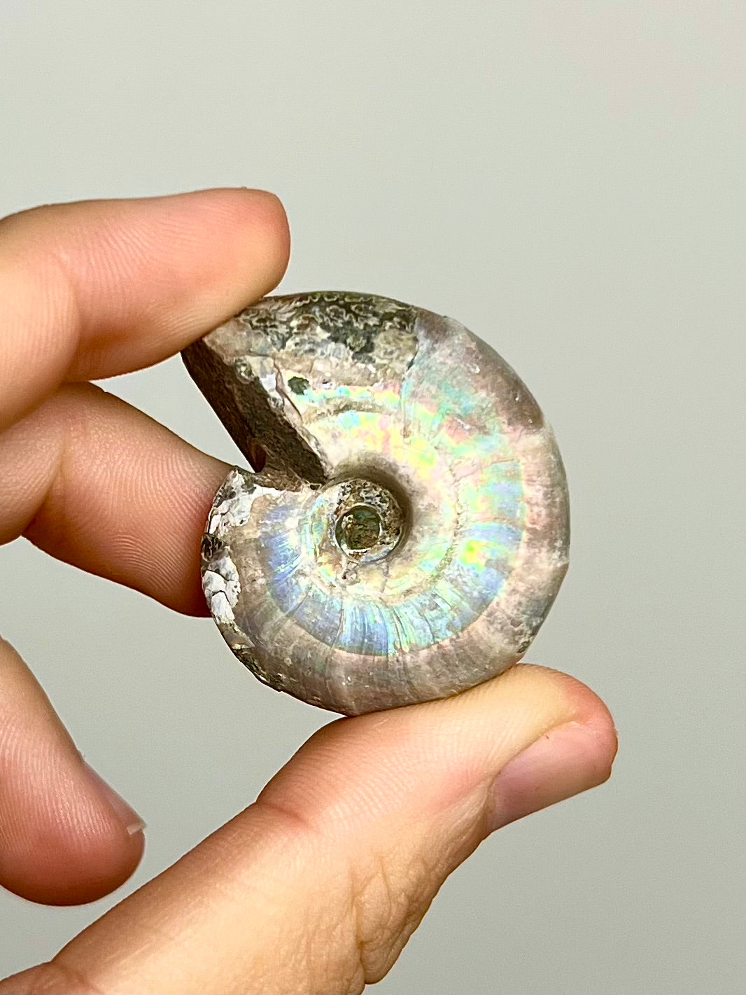 Ammonite opalisée 2