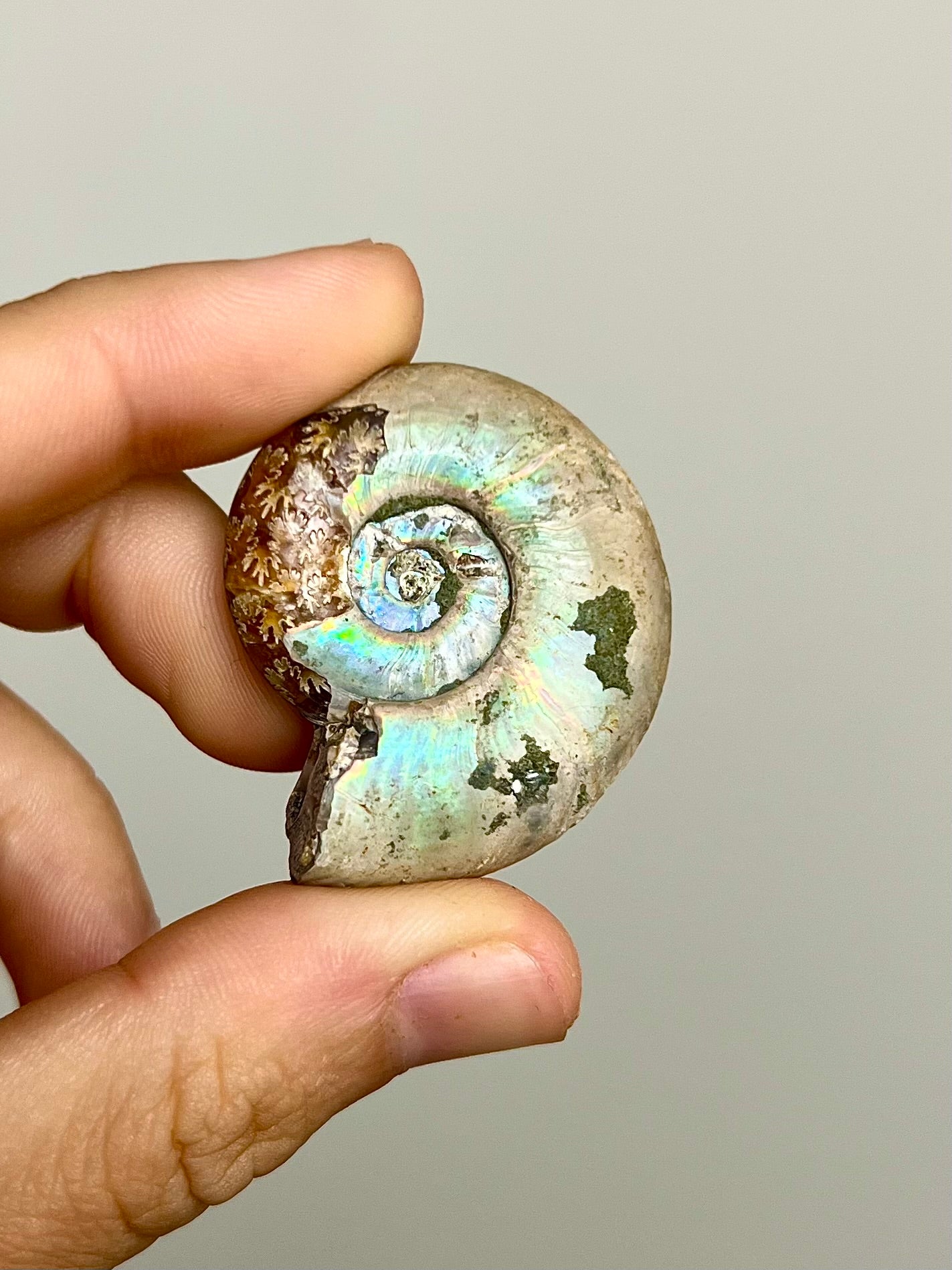 Ammonite opalisée 6