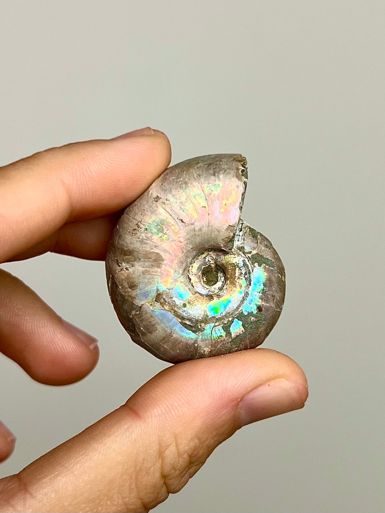 Ammonite opalisée 7