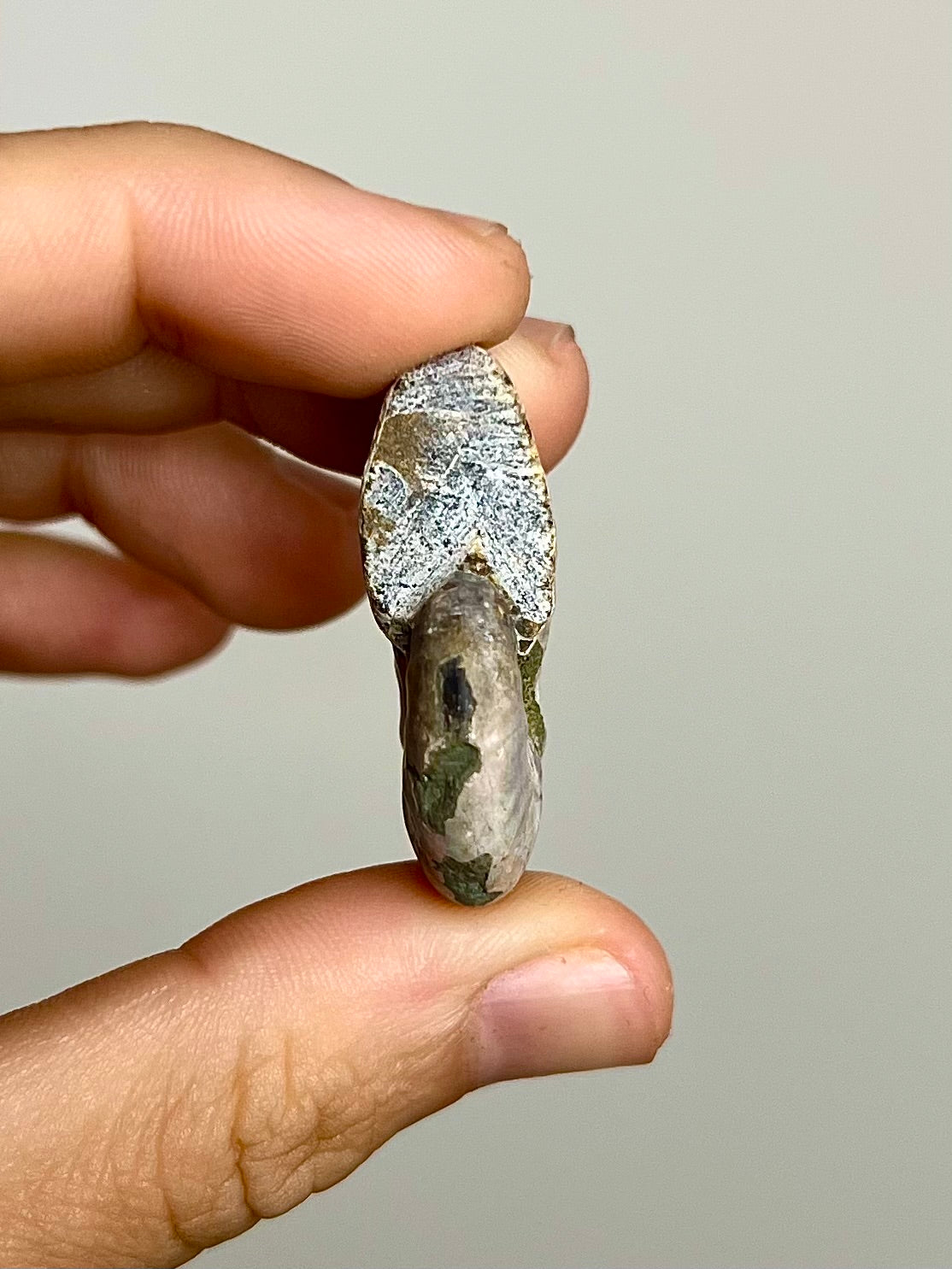Ammonite opalisée 10