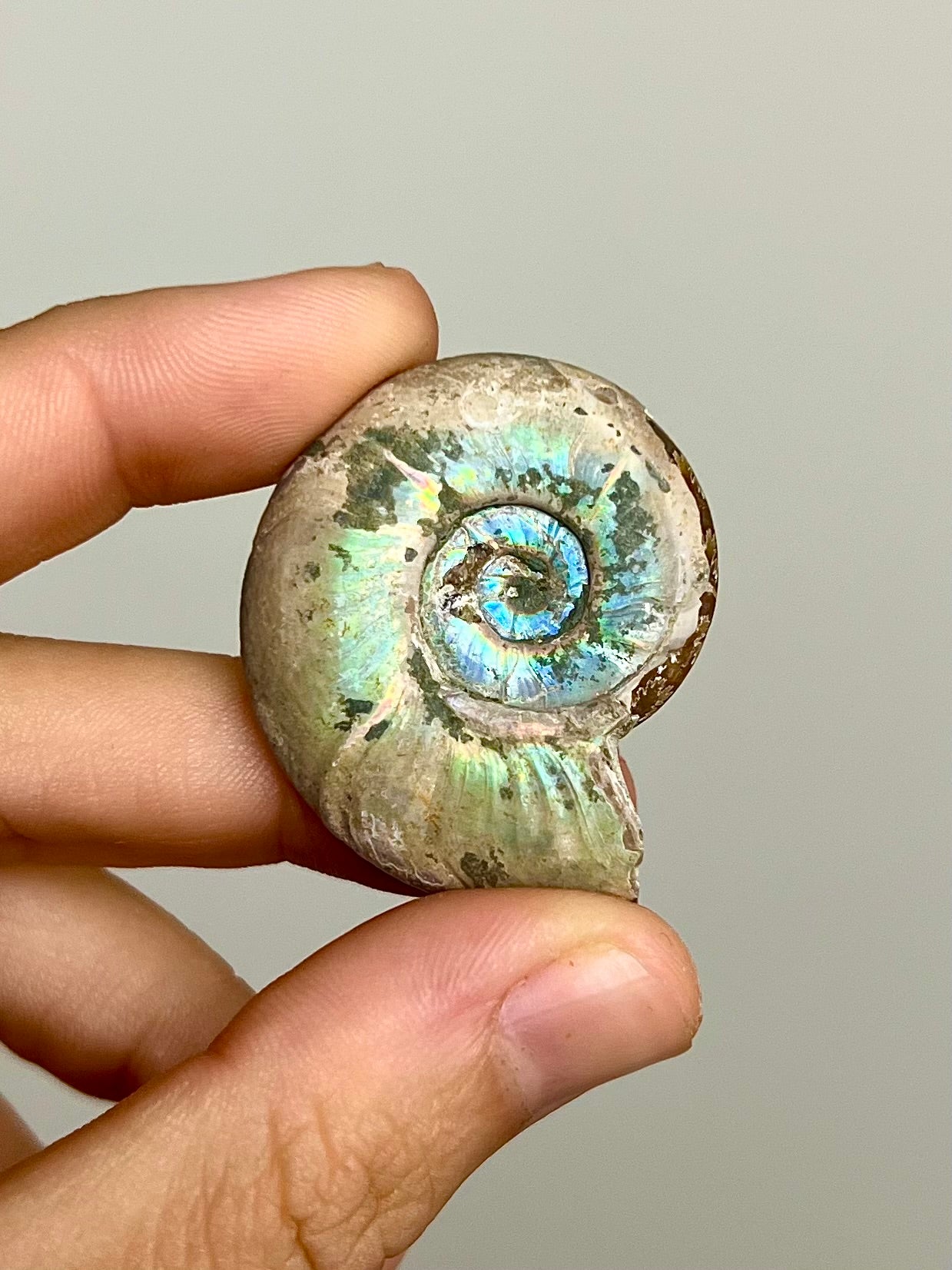 Ammonite opalisée 6