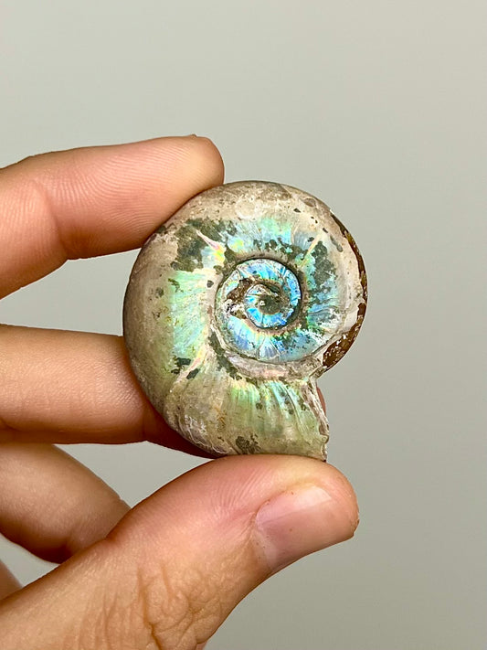 Ammonite opalisée 6