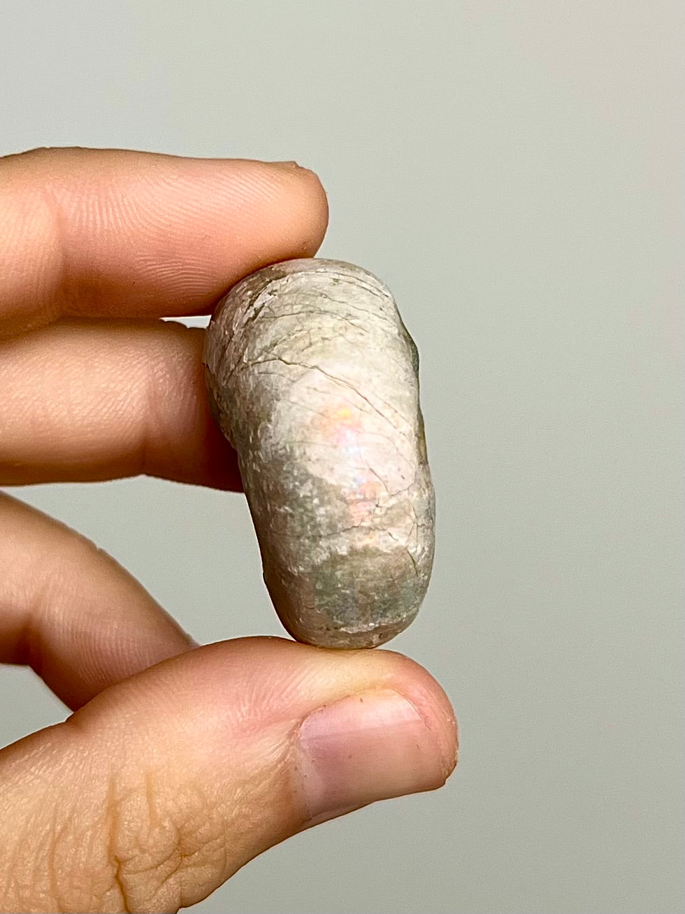 Ammonite opalisée 8