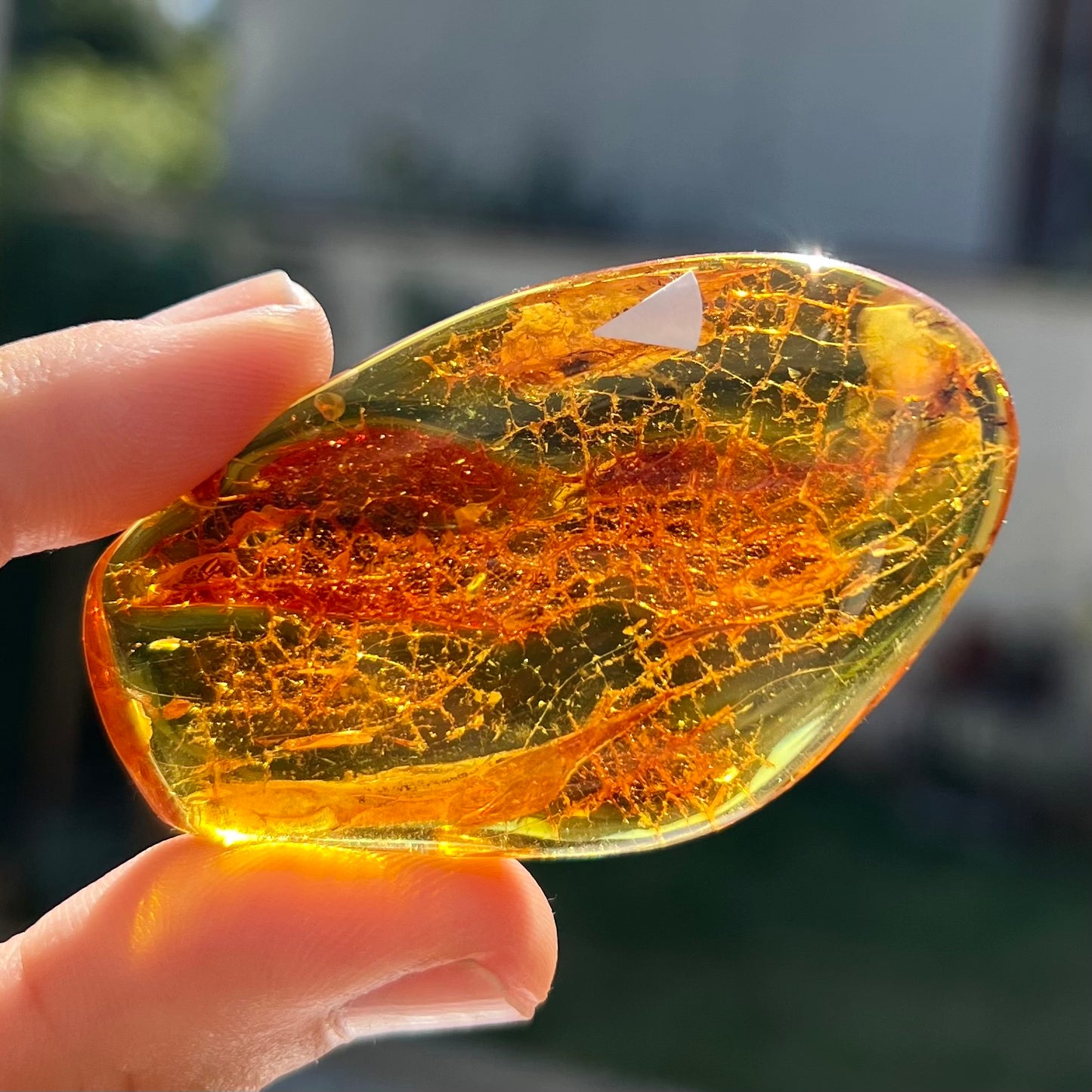 Ambre avec insecte 4