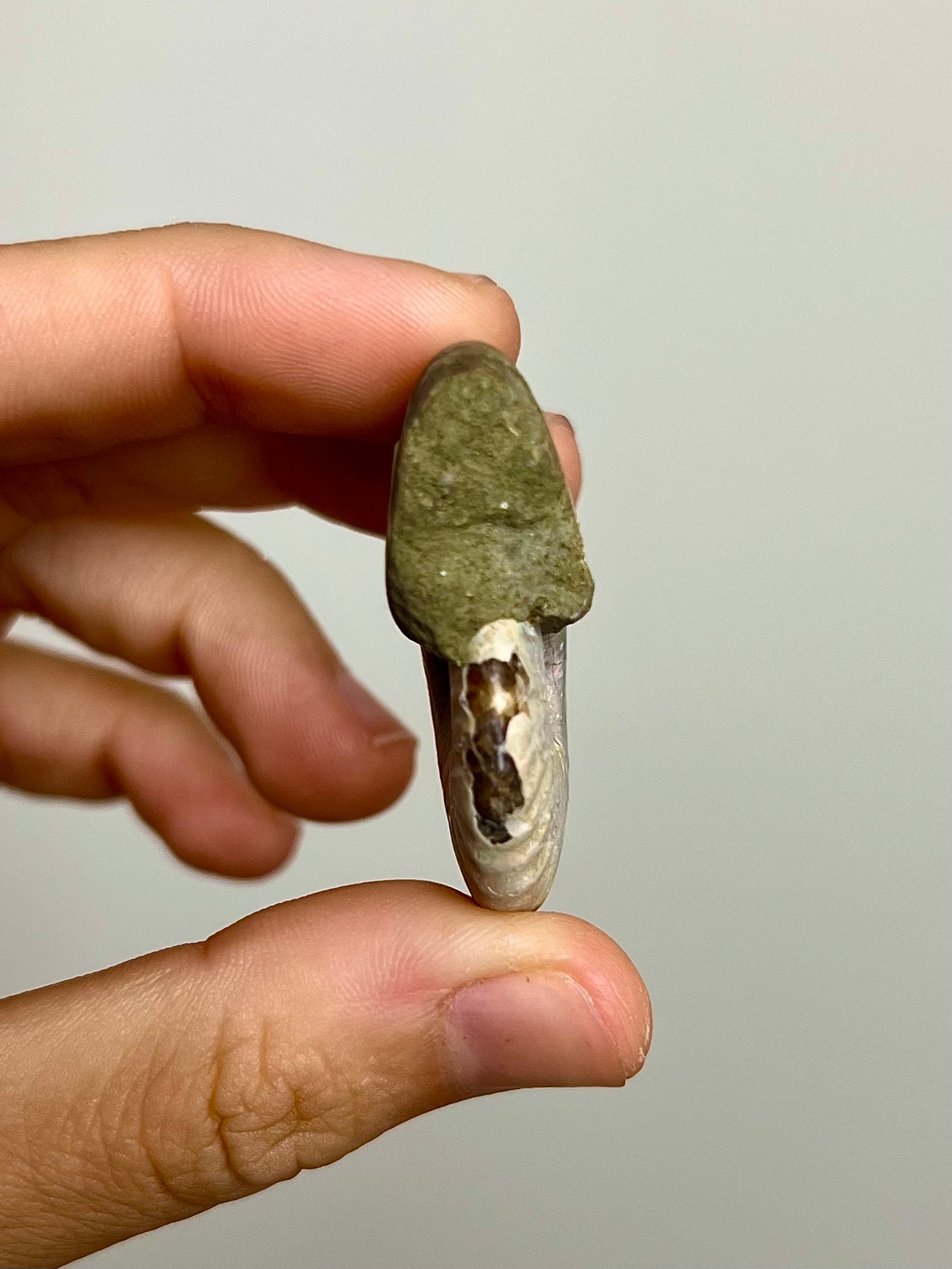Ammonite opalisée 4