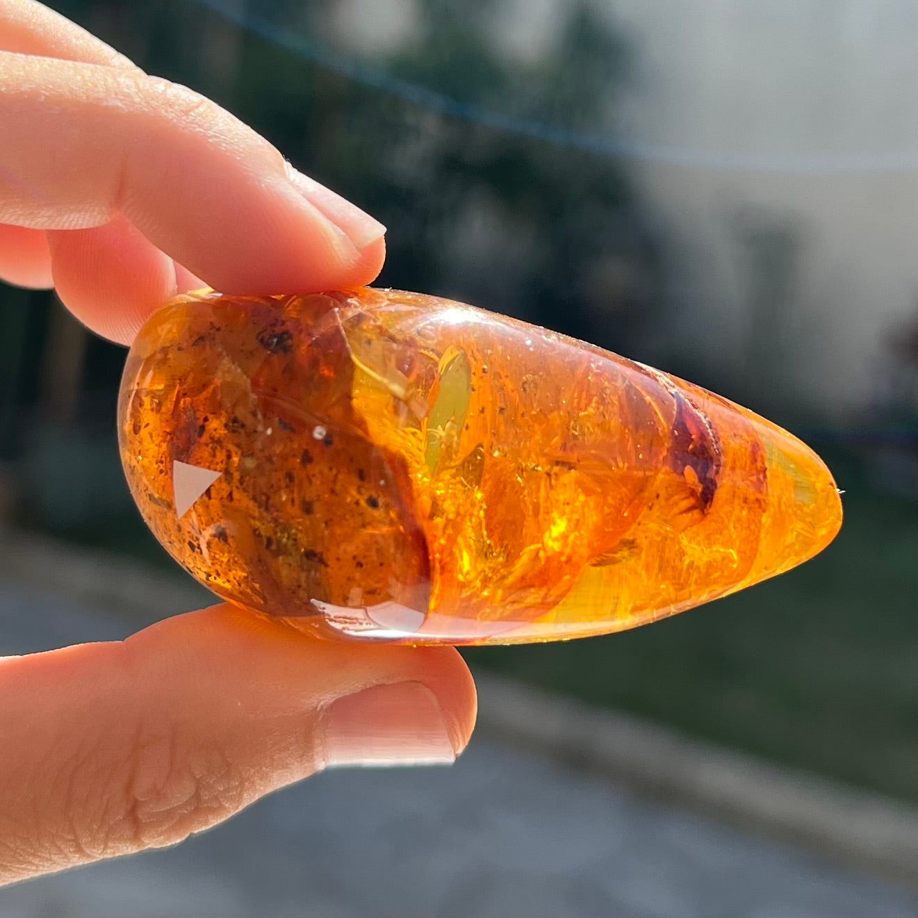 Ambre avec insecte 5