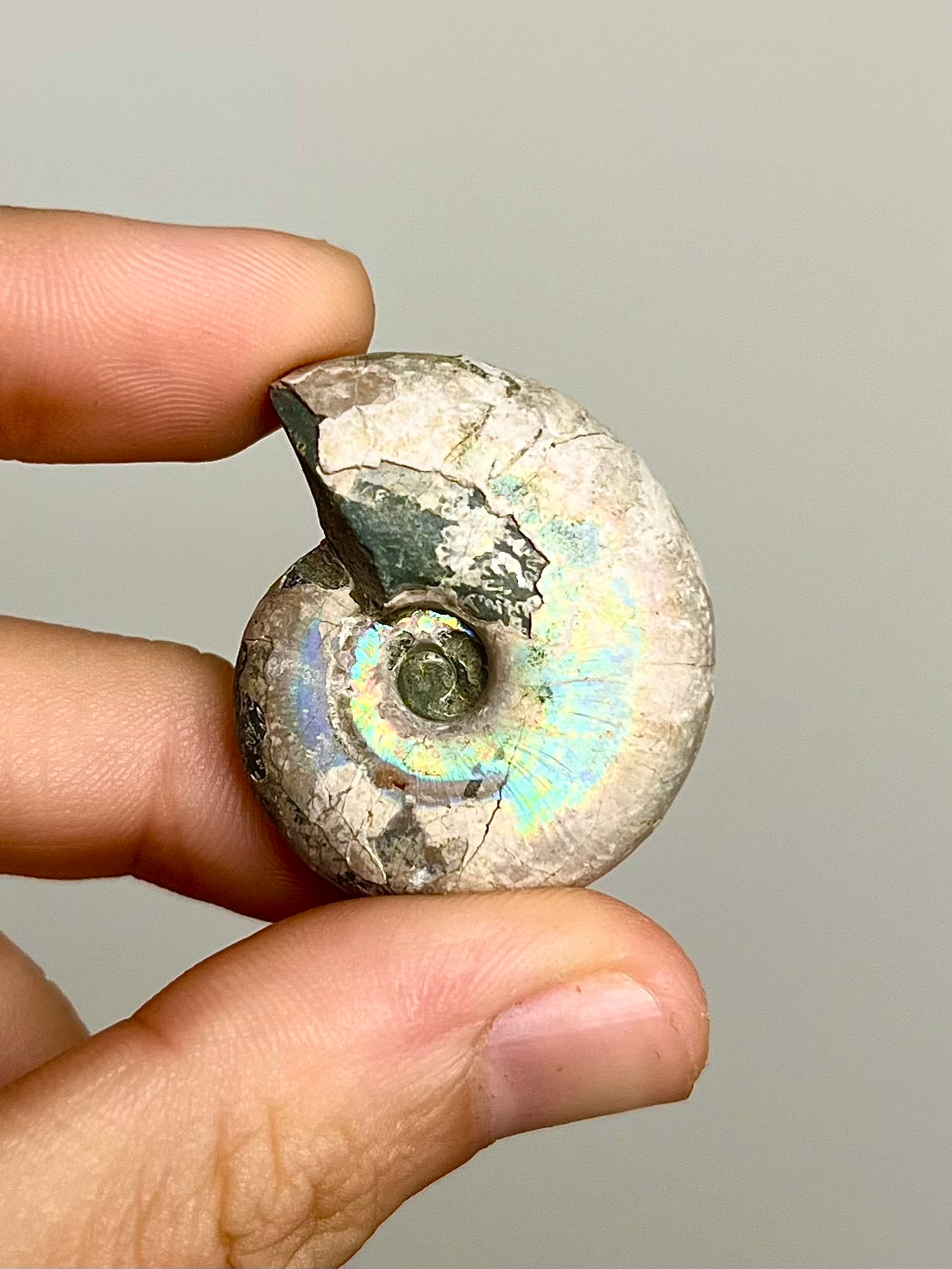 Ammonite opalisée 8