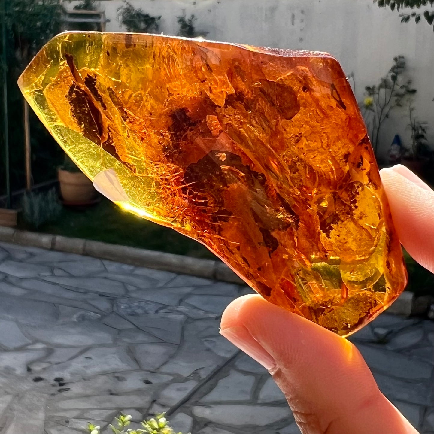 Ambre avec insecte 1