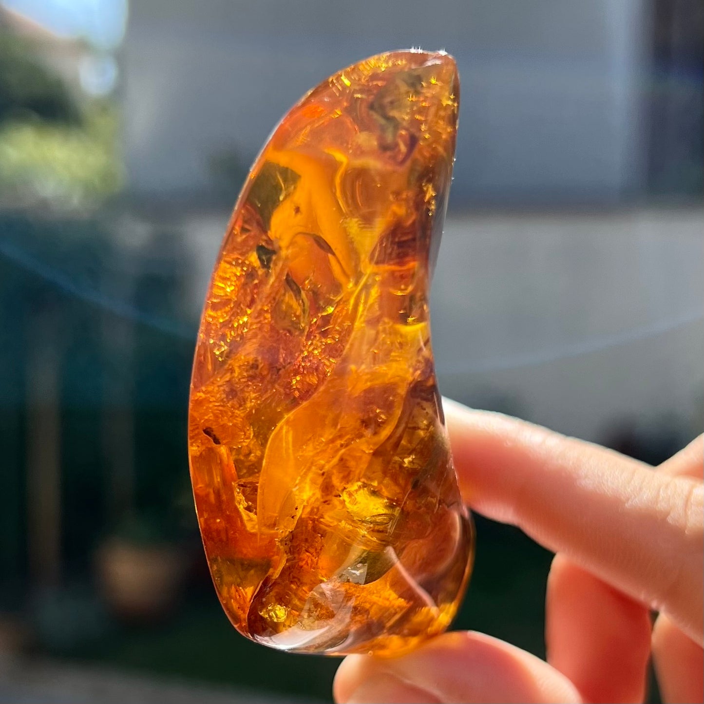Ambre avec insecte 1