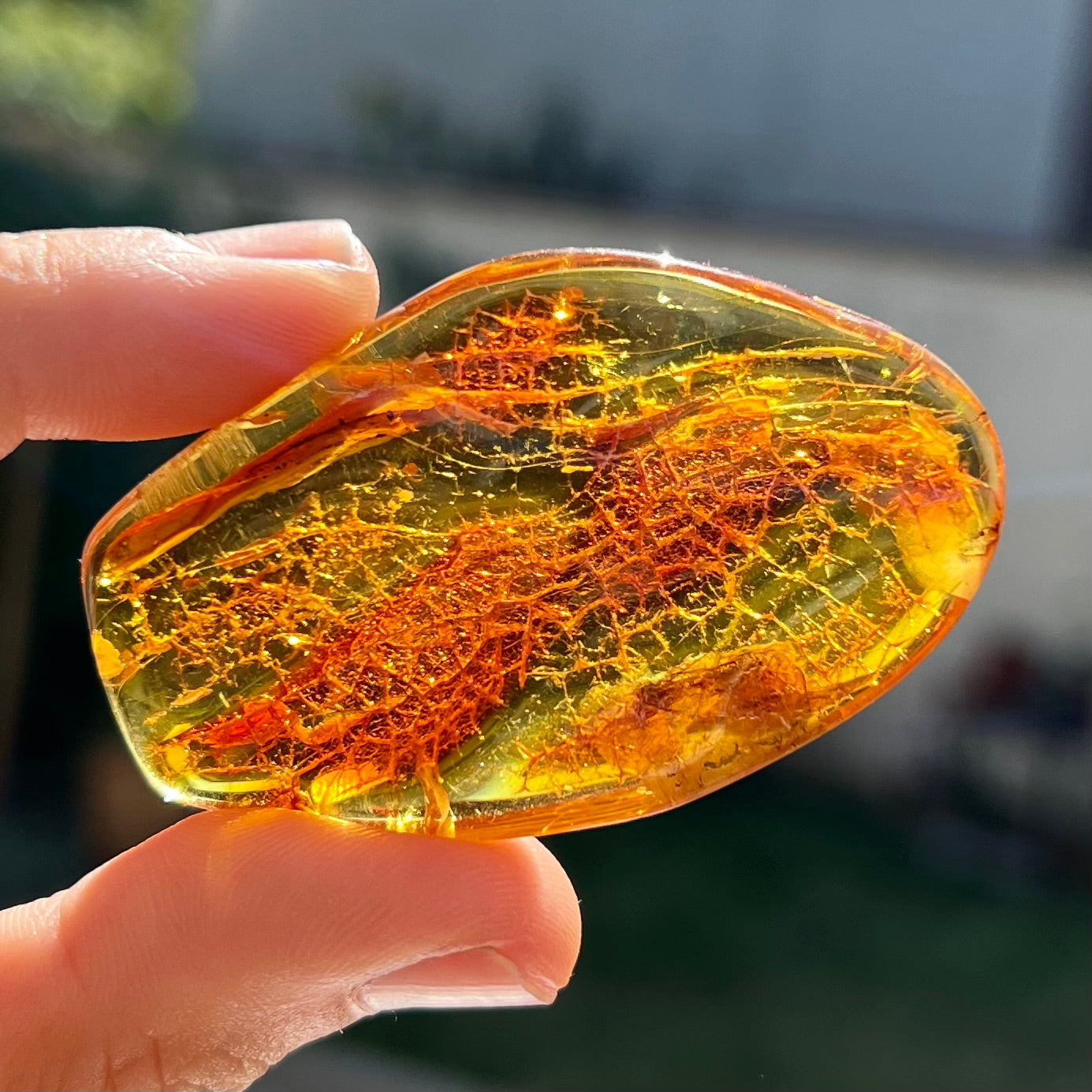 Ambre avec insecte 4
