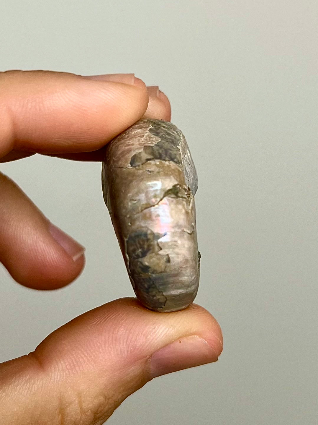 Ammonite opalisée 3
