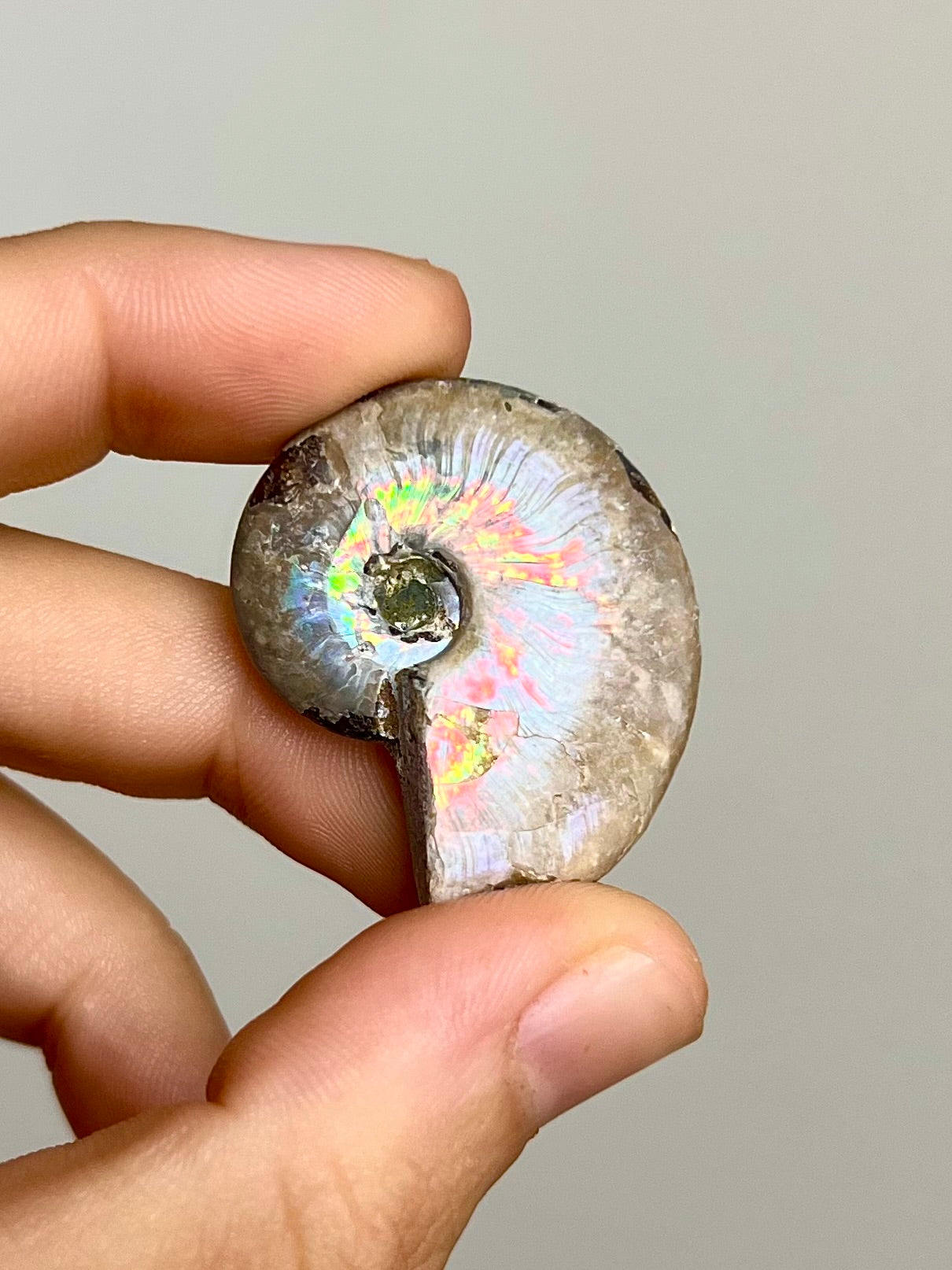 Ammonite opalisée 5