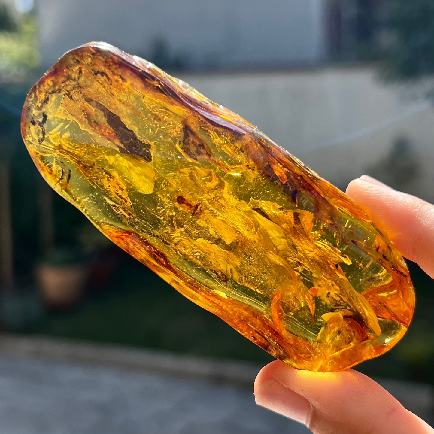 Ambre avec insecte 2