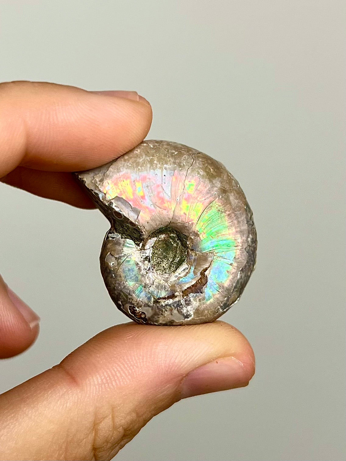 Ammonite opalisée 3