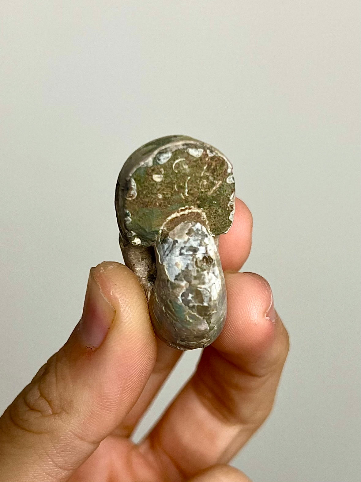 Ammonite opalisée 2