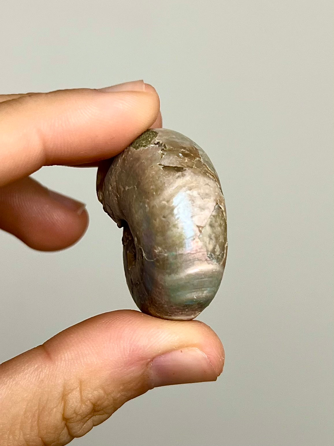 Ammonite opalisée 7