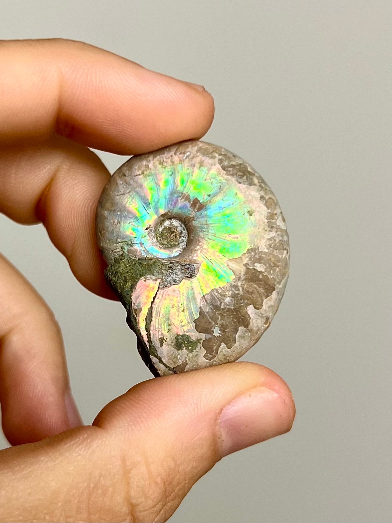 Ammonite opalisée 9