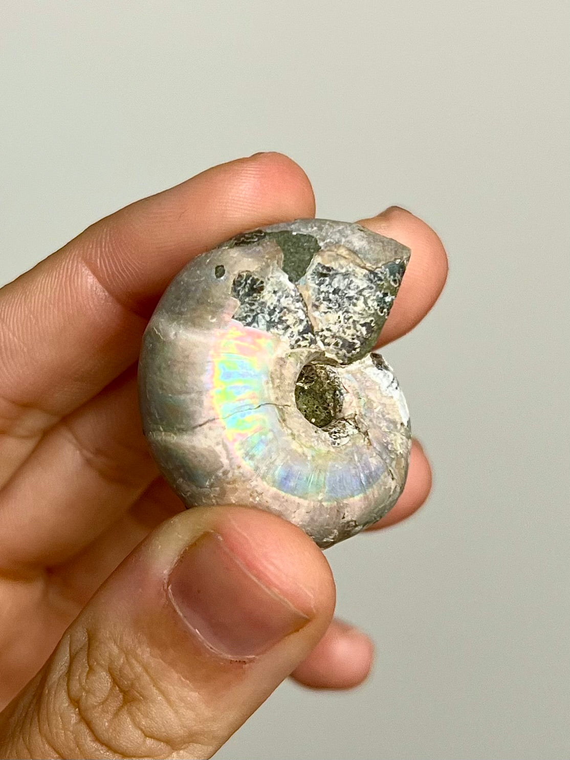 Ammonite opalisée 2