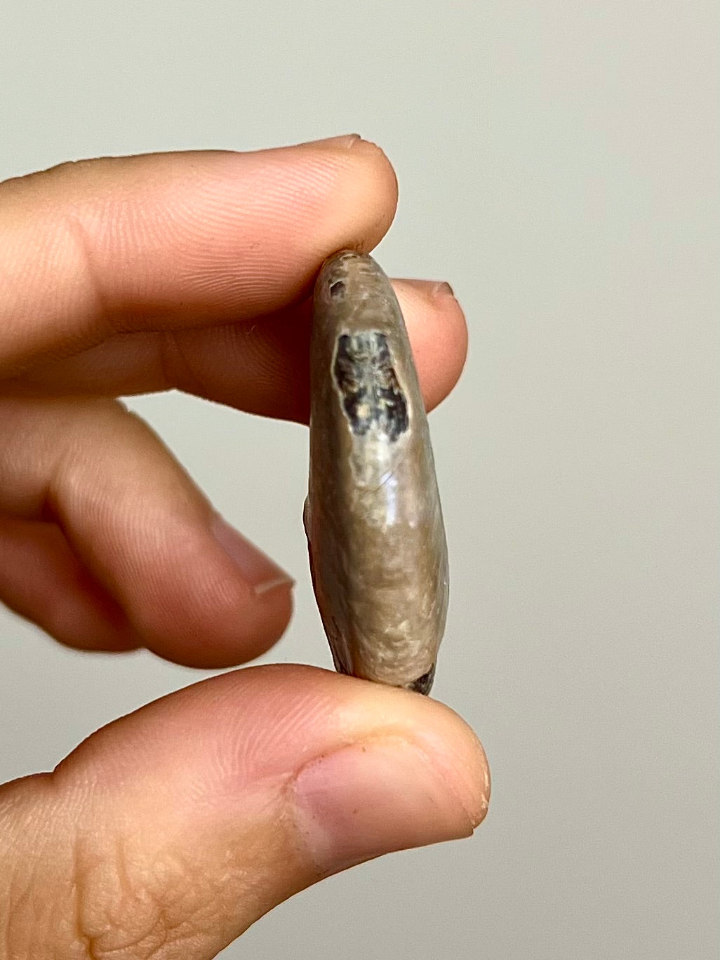 Ammonite opalisée 5