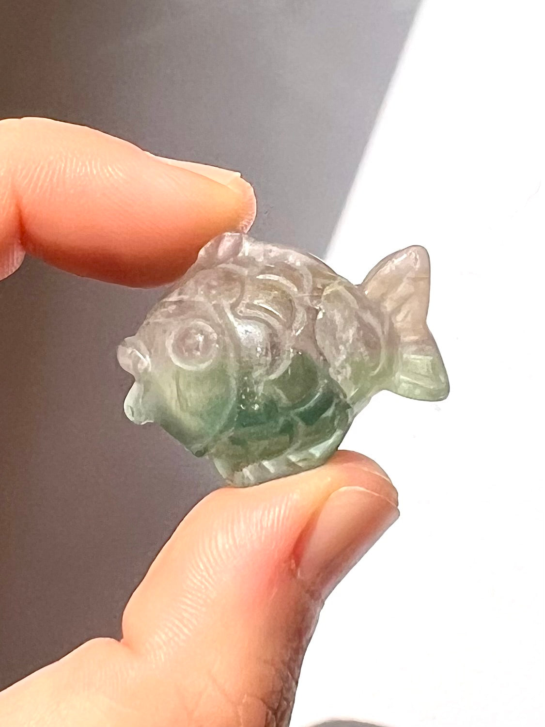 Poisson de Fluorite 3