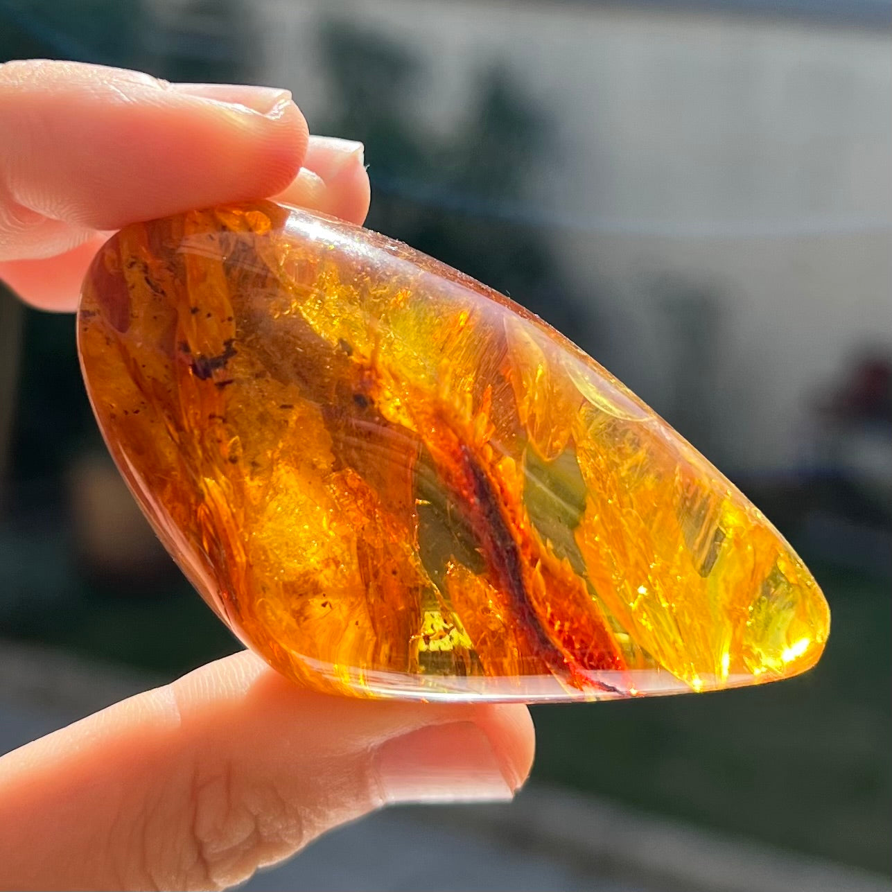 Ambre avec insecte 5
