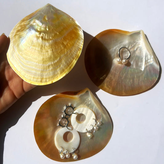 Coquillage nacré doré des mers du Sud