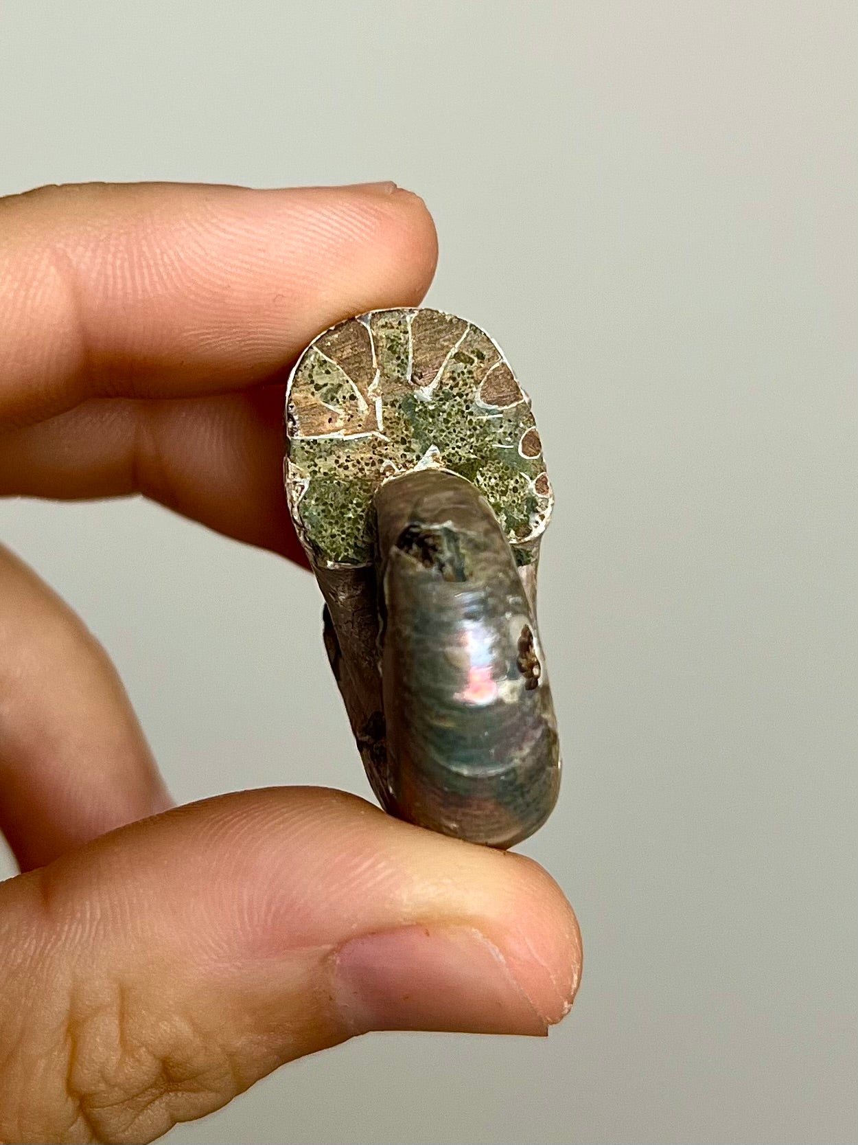 Ammonite opalisée 3