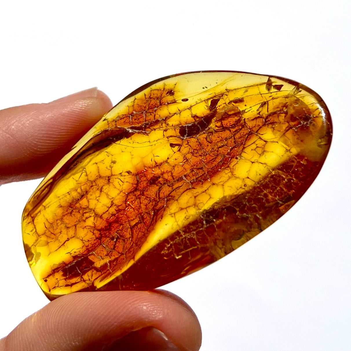 Ambre avec insecte 4